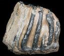 Partial Southern Mammoth Molar - Hungary #45552-1
